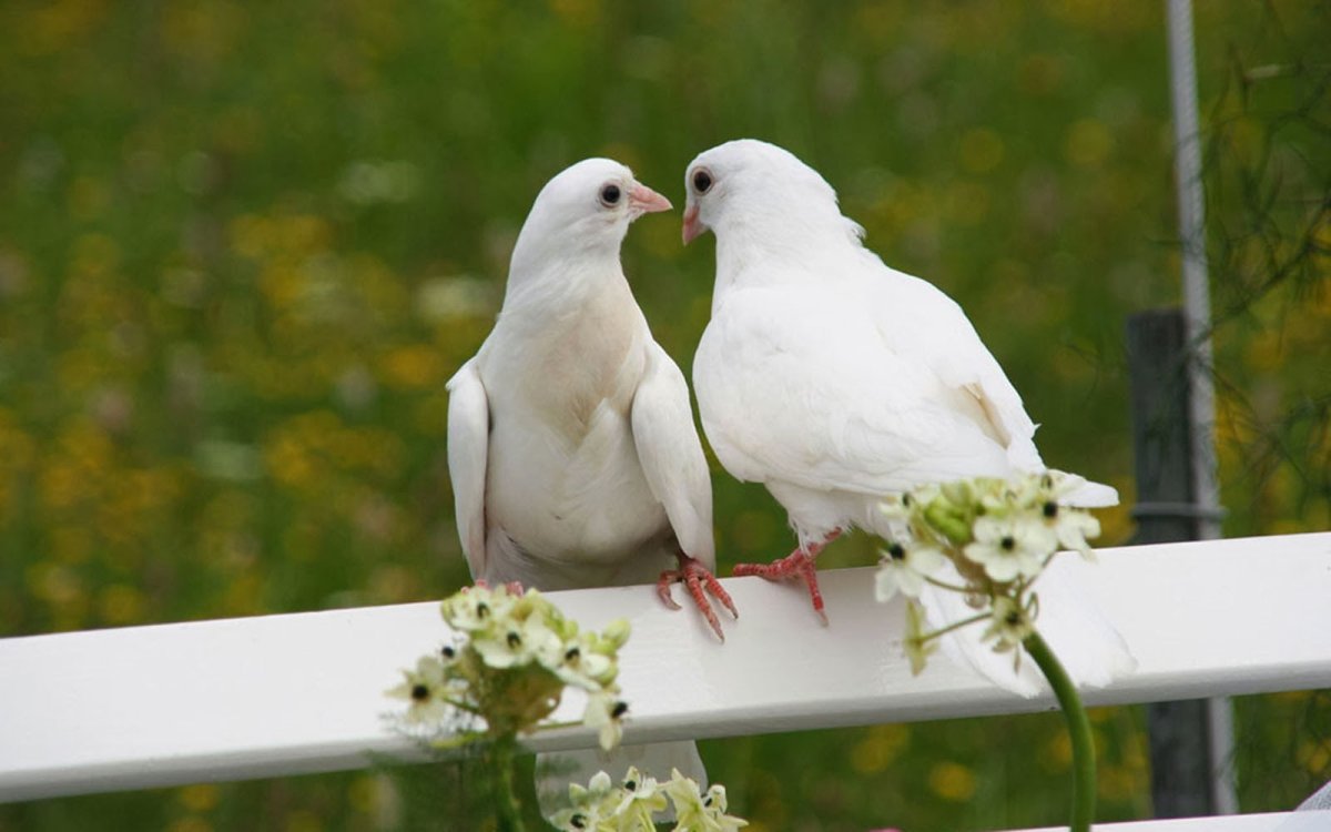 Голубь с цветочком