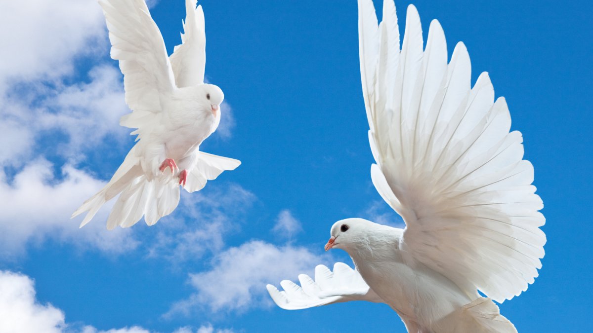 Птичья свадьба