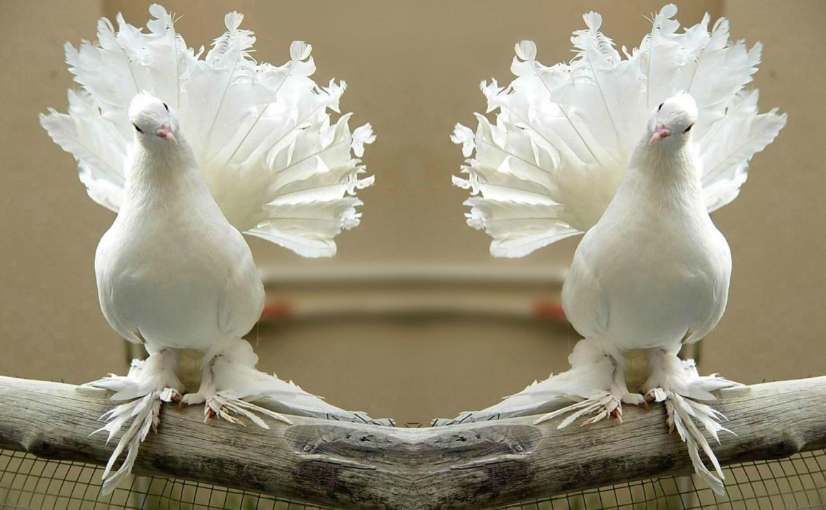 Голуби в небе