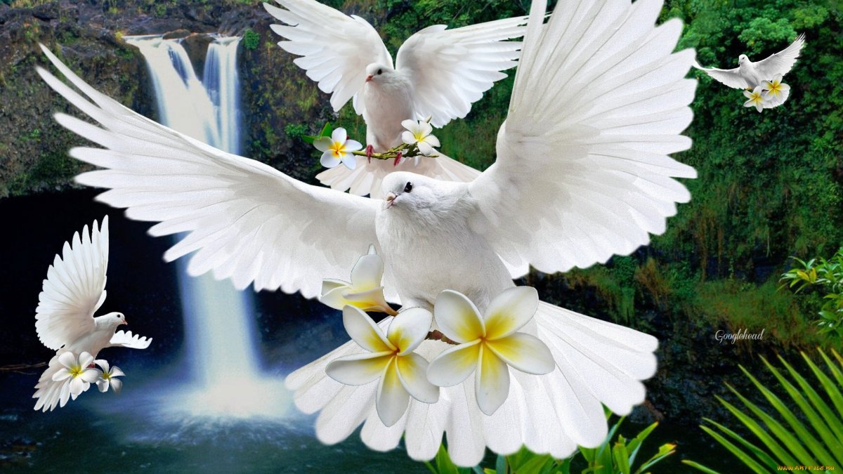 Голуби породы Павлин