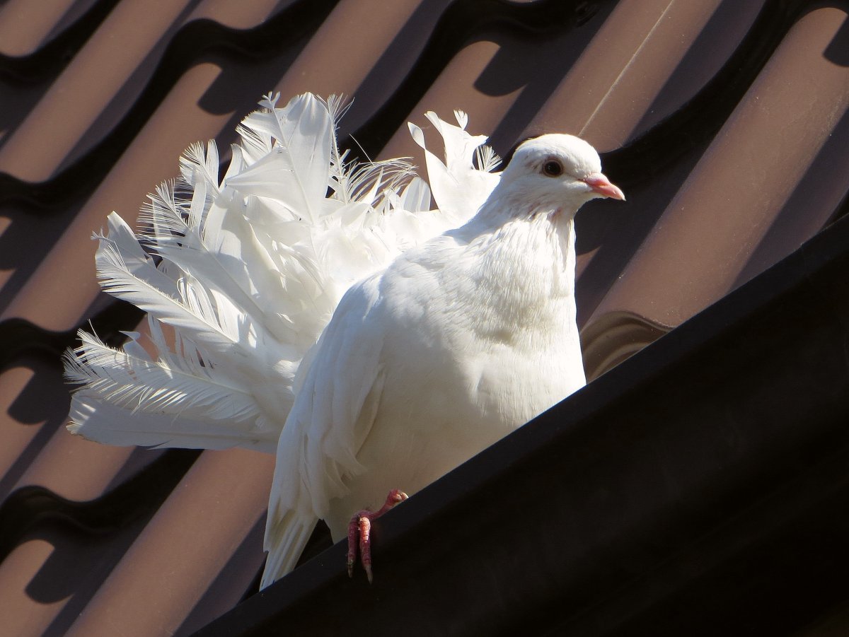 Голубь с цветами