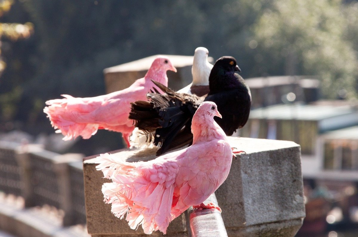 Красивые белые птицы