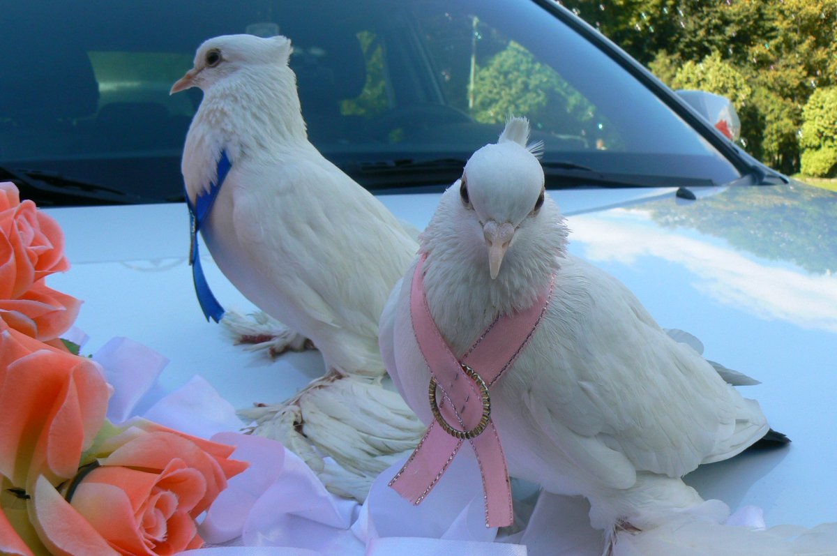 Расим кабутар