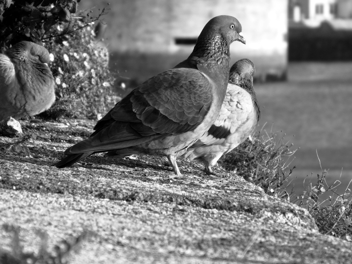 Разноцветные голуби