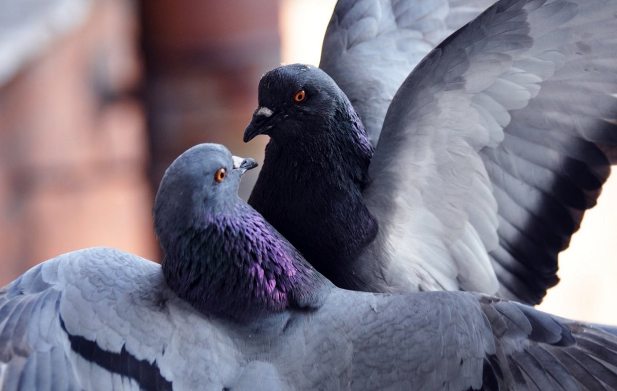 Горлица белая птица