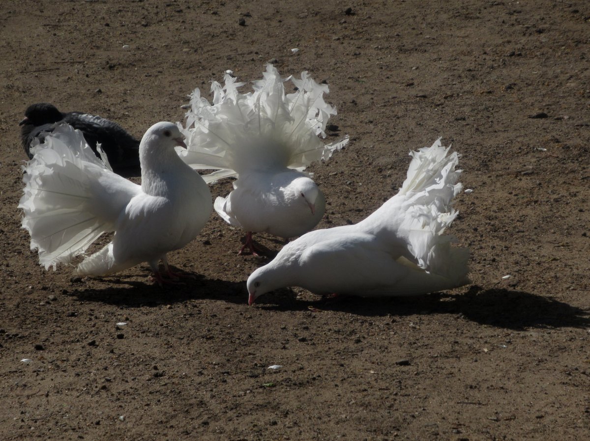 Белые голуби в небе