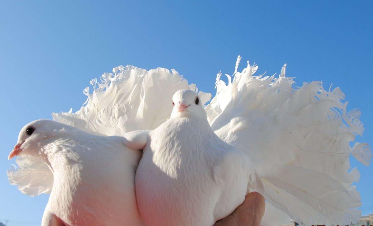 Красивый голубь белый