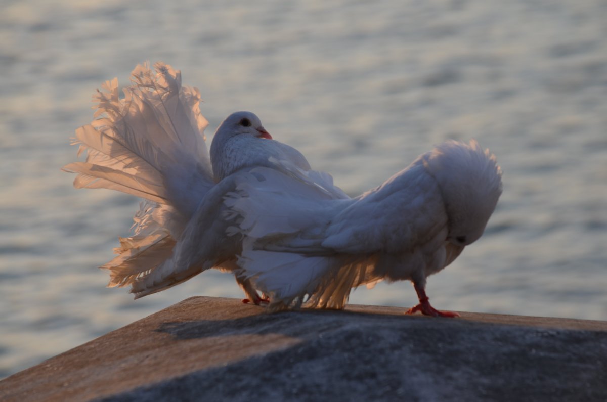 Декоративные голуби