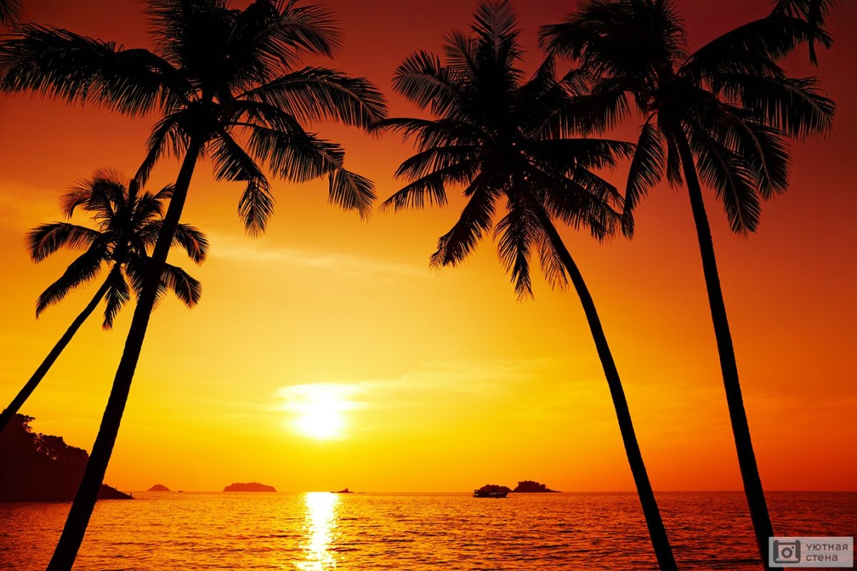 Пляж пальмы