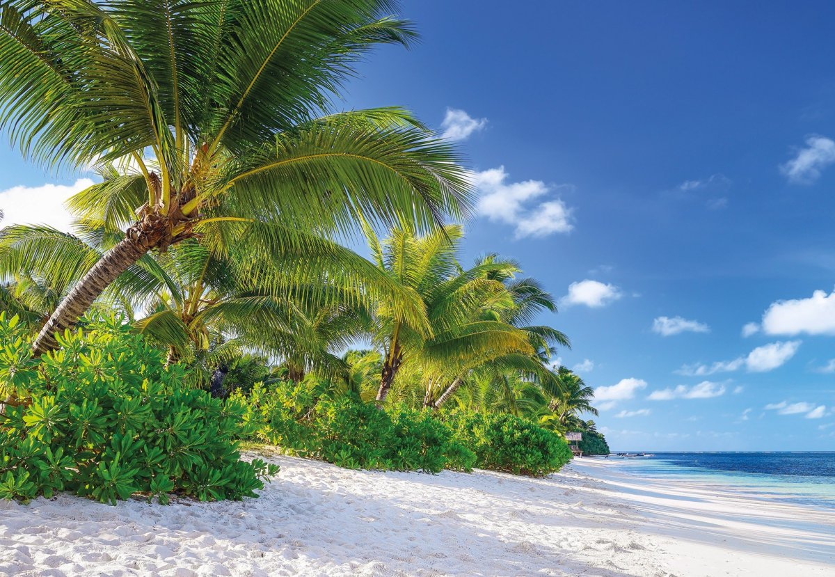 Пляж пальмы