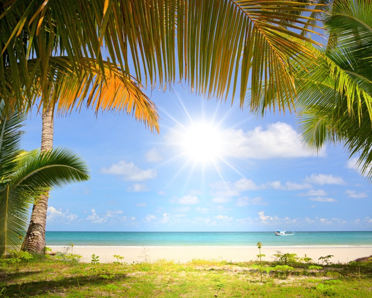 Побережье с пальмами