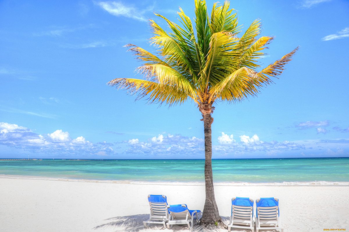 Море пальмы