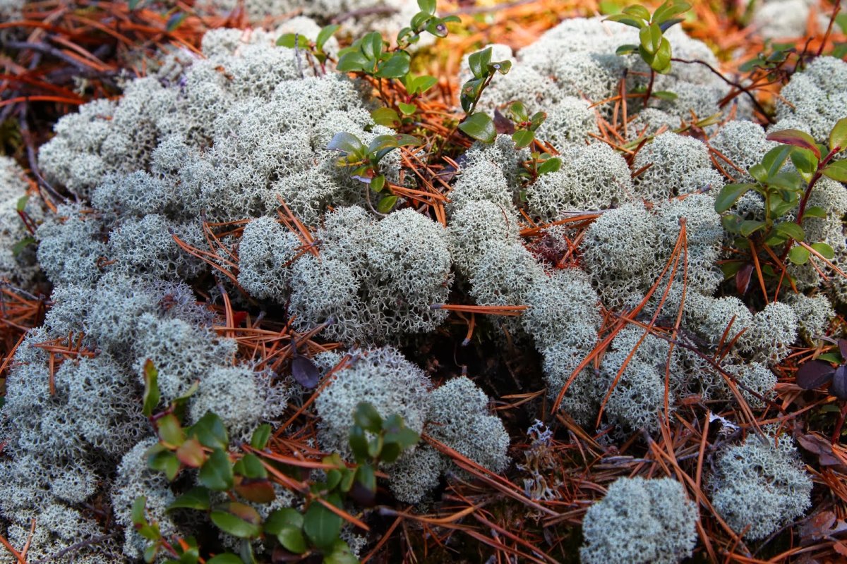 Лишайник Олений мох