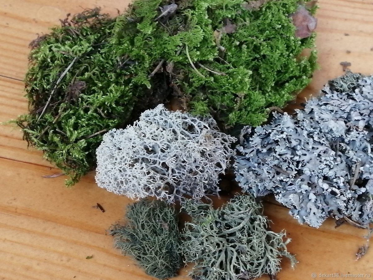 Конжак ягель