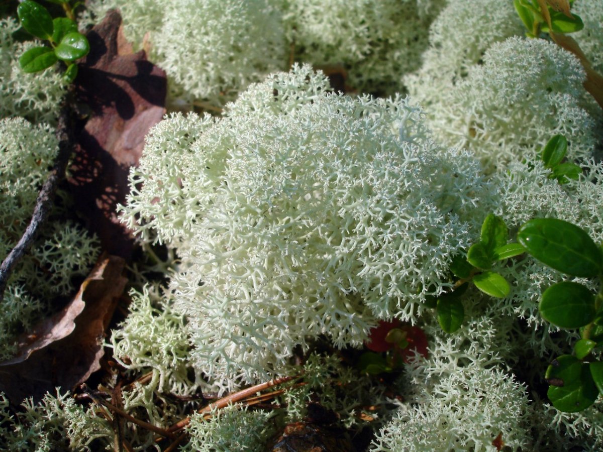 Лишайник Олений мох