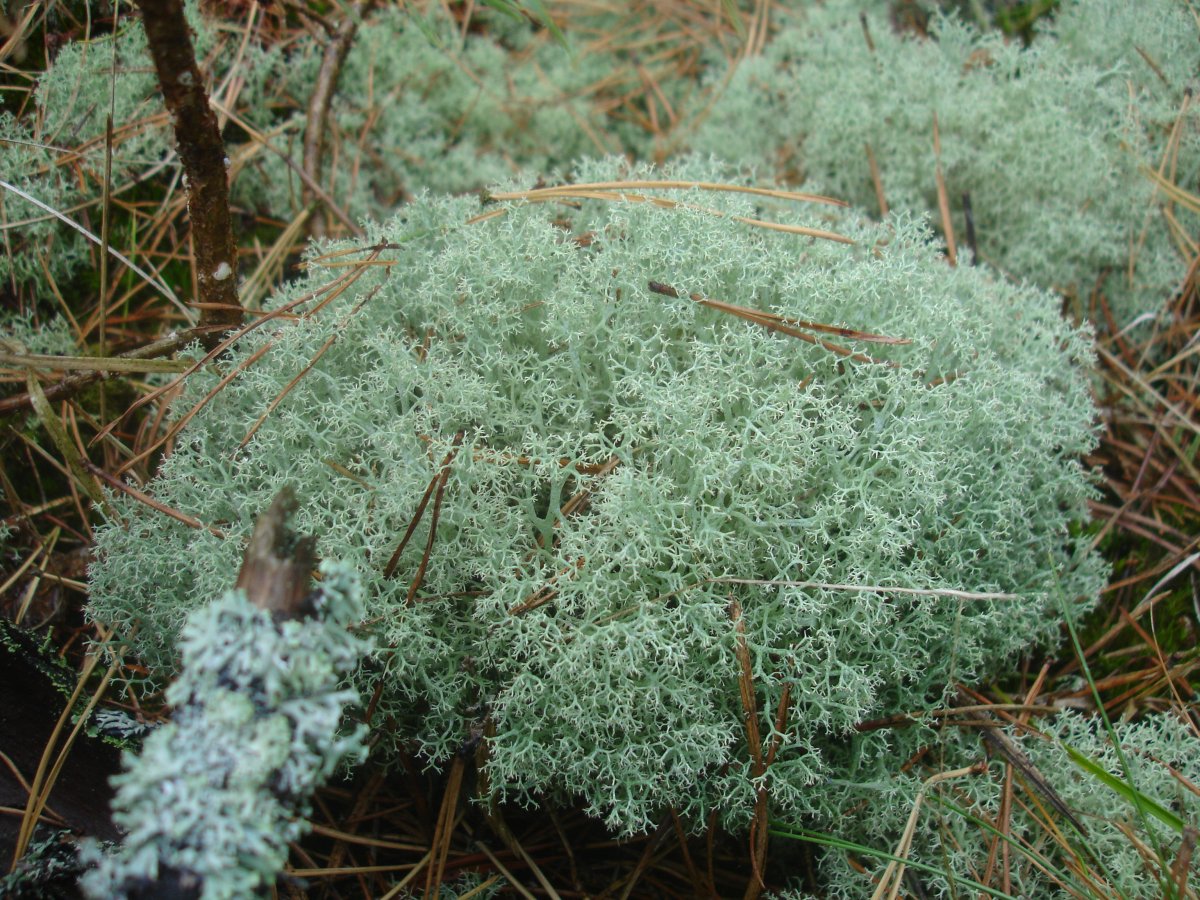 Кладония ягель