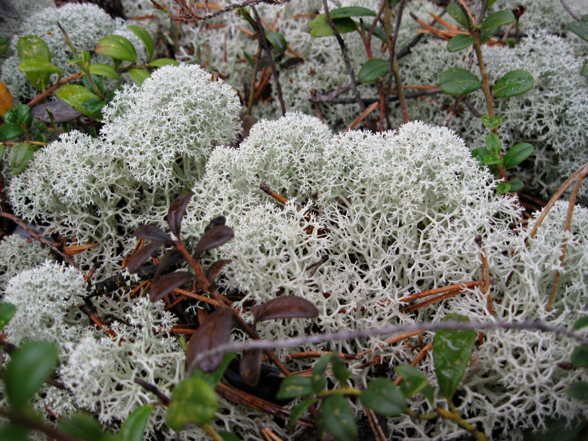 Белый мох сфагнум