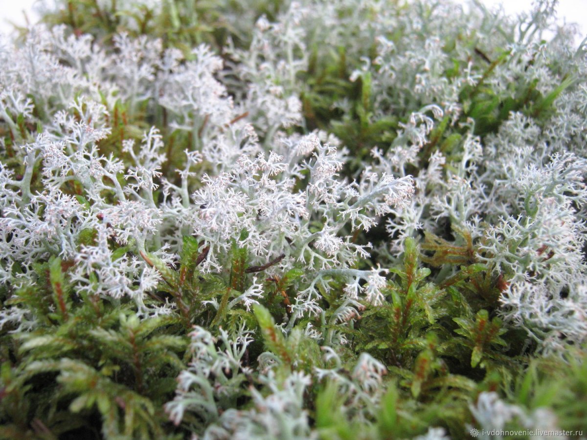 Беломошник ягель