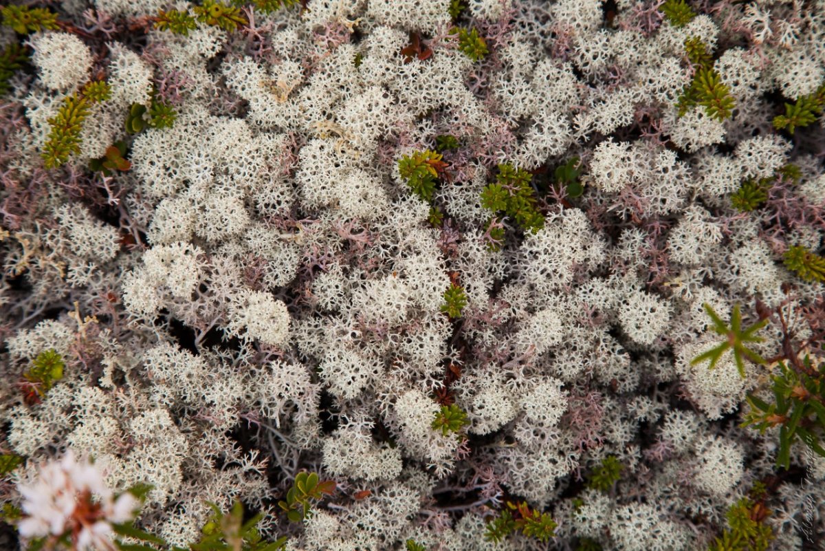 Лесной мох(ягель)