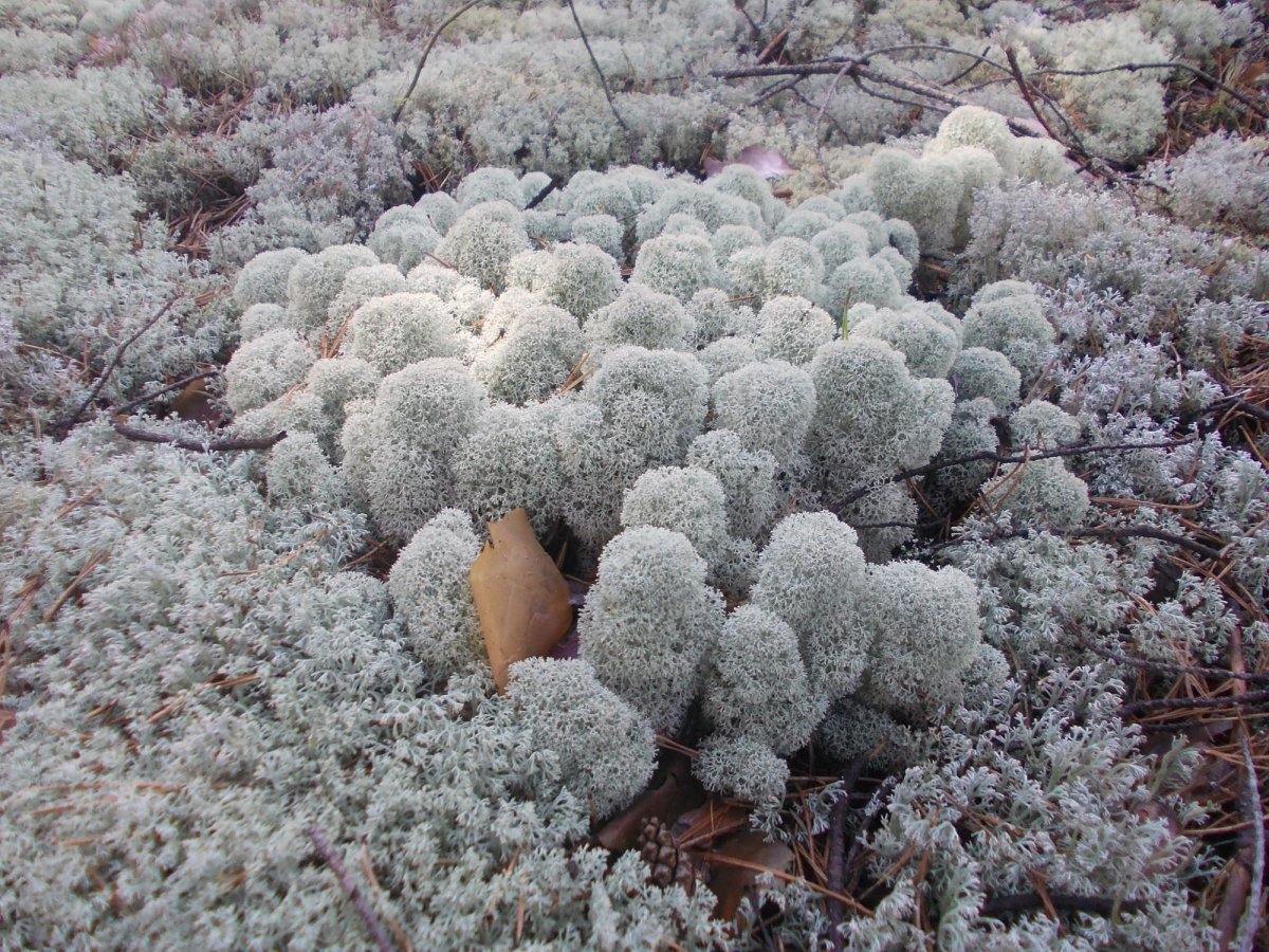 Мох ягель лишайники