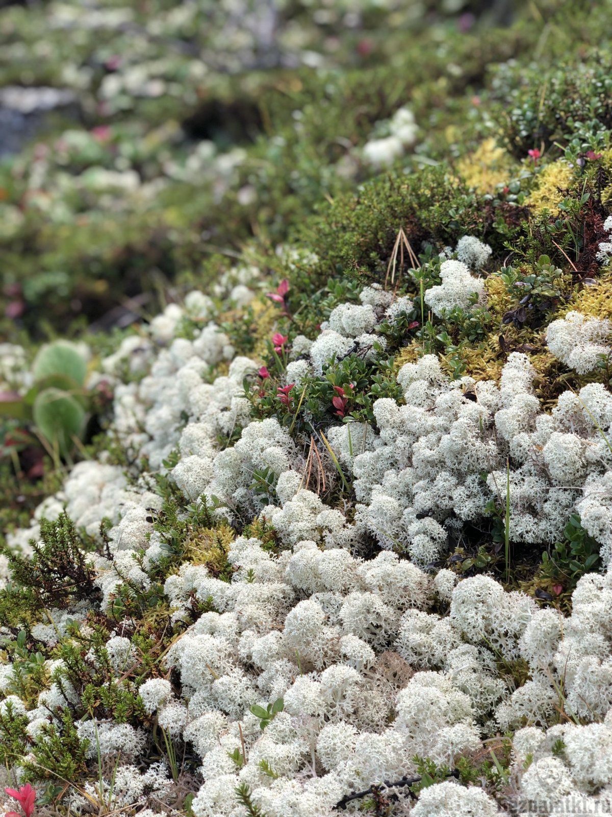 Олений лишайник (кладония).