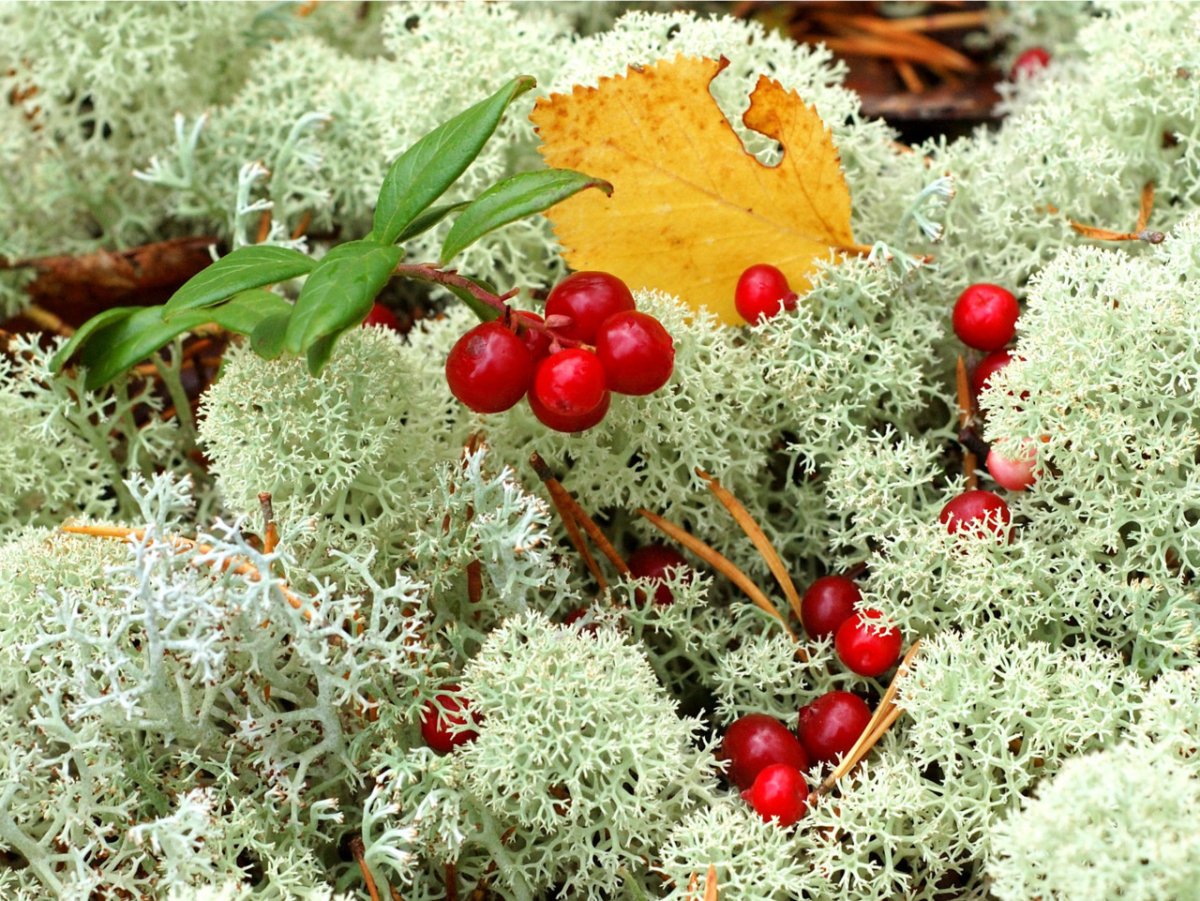 Лесной мох(ягель)