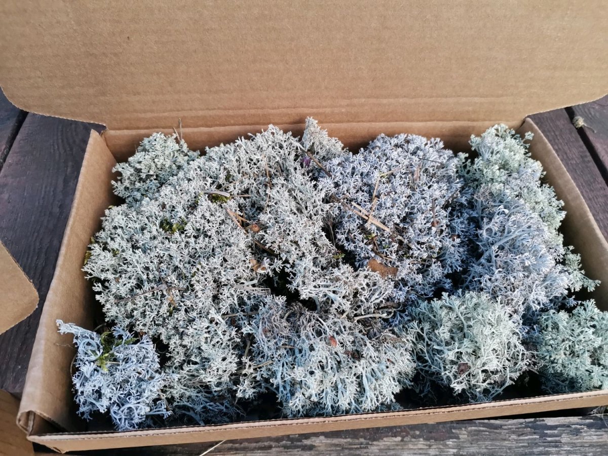 Арктические пустыни растения ягель