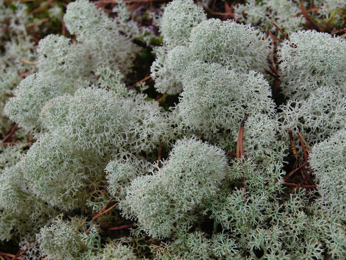 Олений лишайник (кладония).