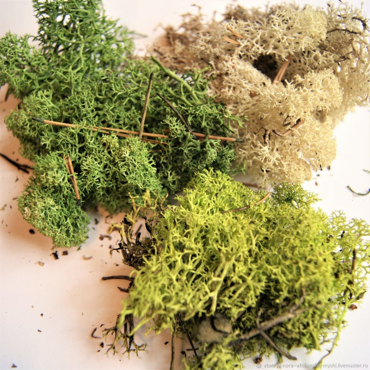 Моховидные растения сфагнум