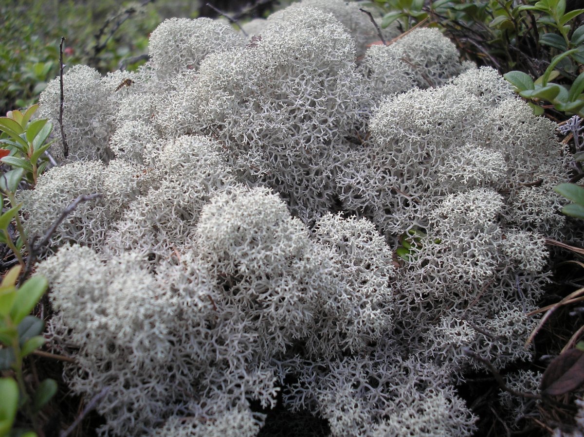 Ягель Олений мох