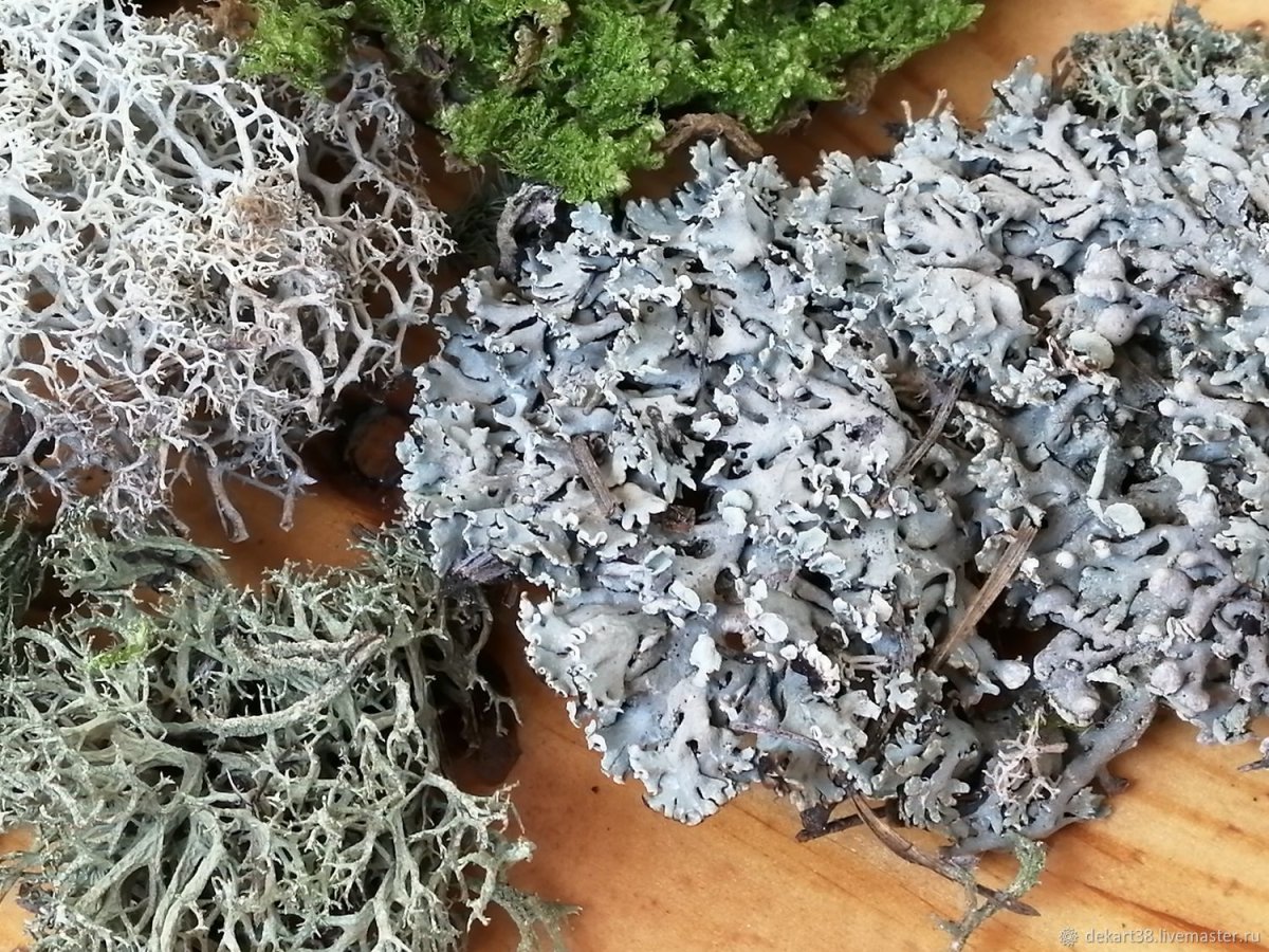 Интересная информация о мхах