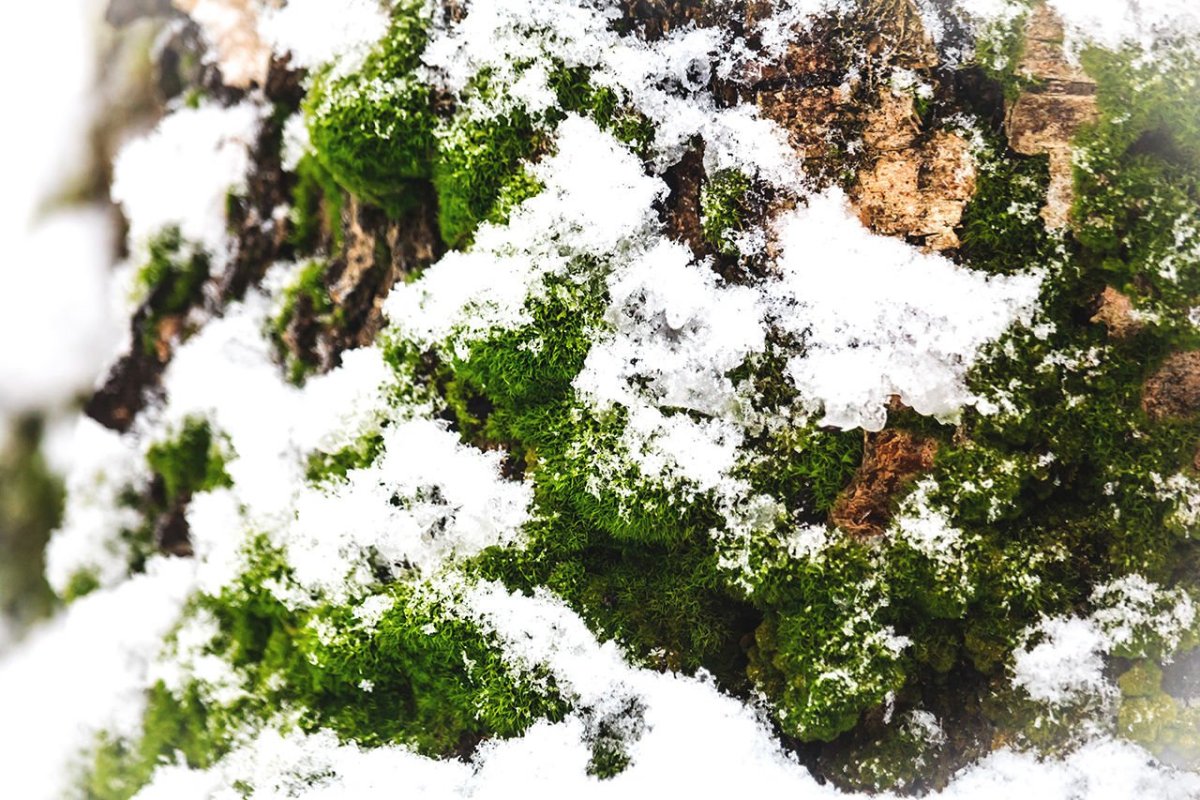 Лишайники ягель Олений мох