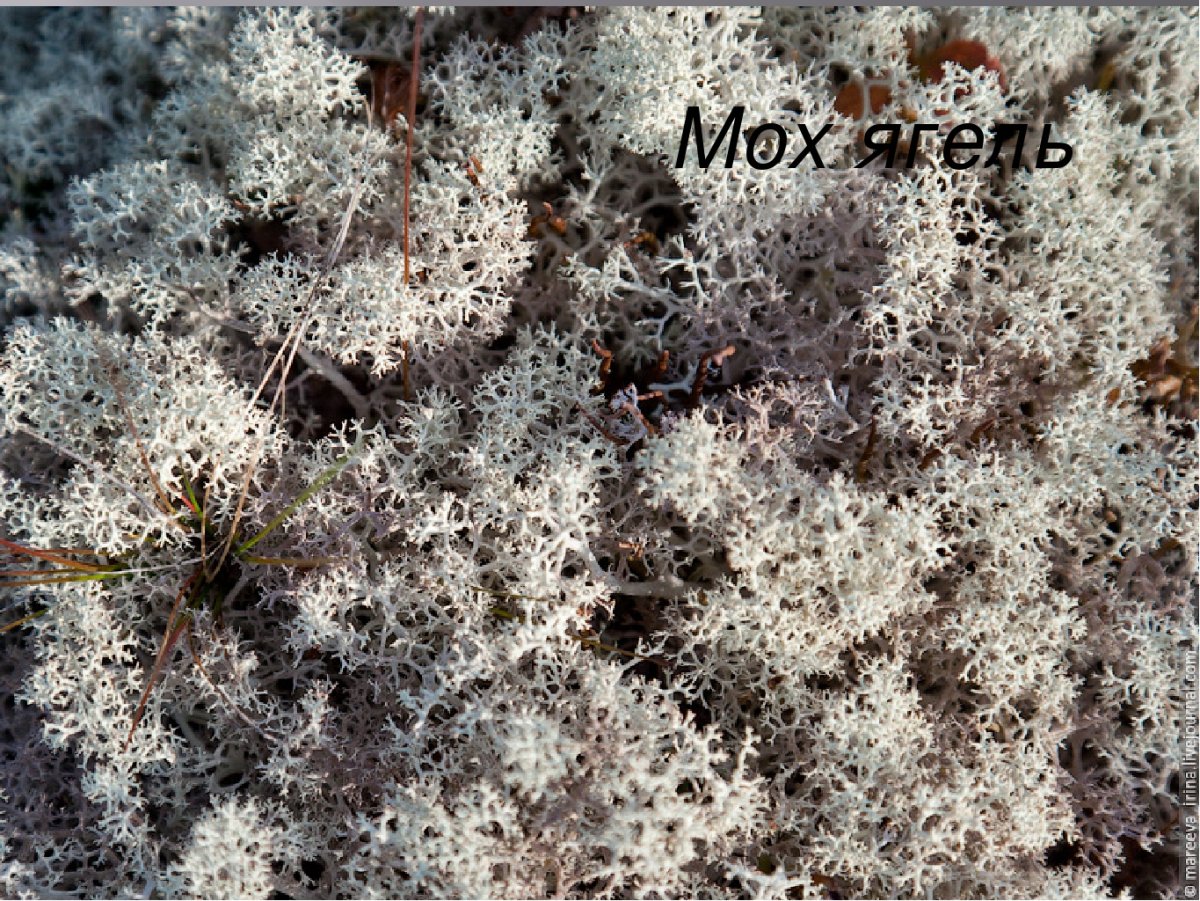 Исландский мох (цетрария)