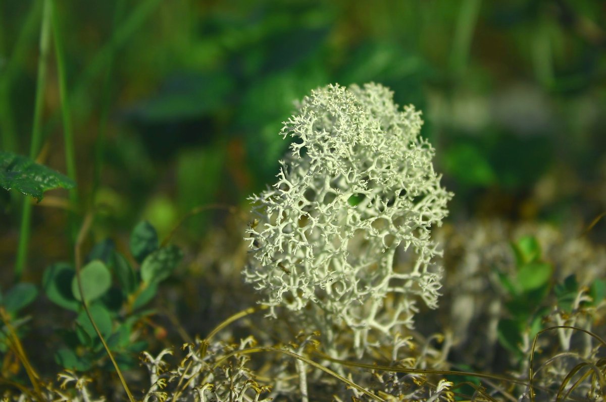 Мох на черном фоне