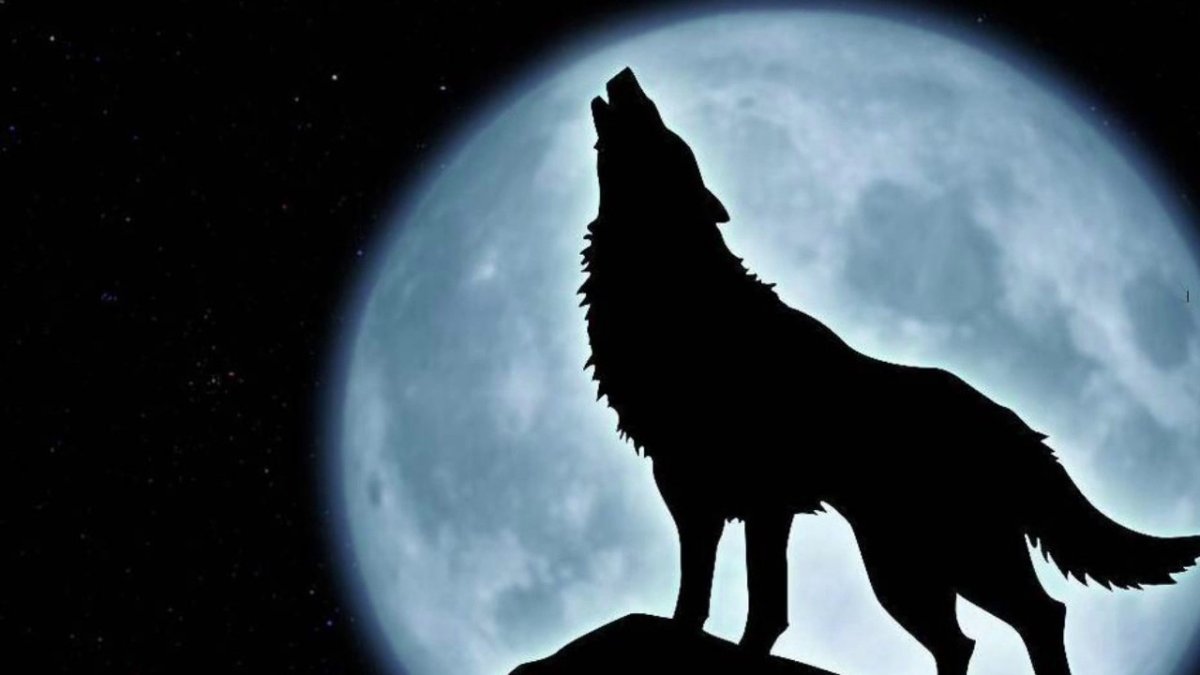 Воющий волк