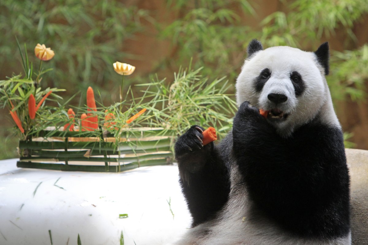 Открытка Панда