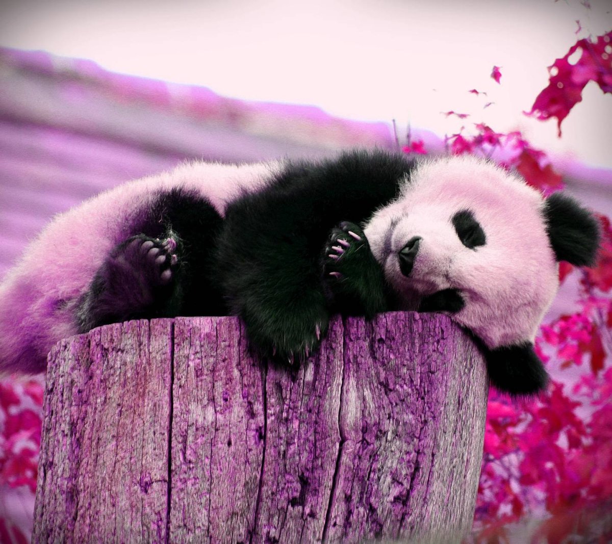 Панда рисунок