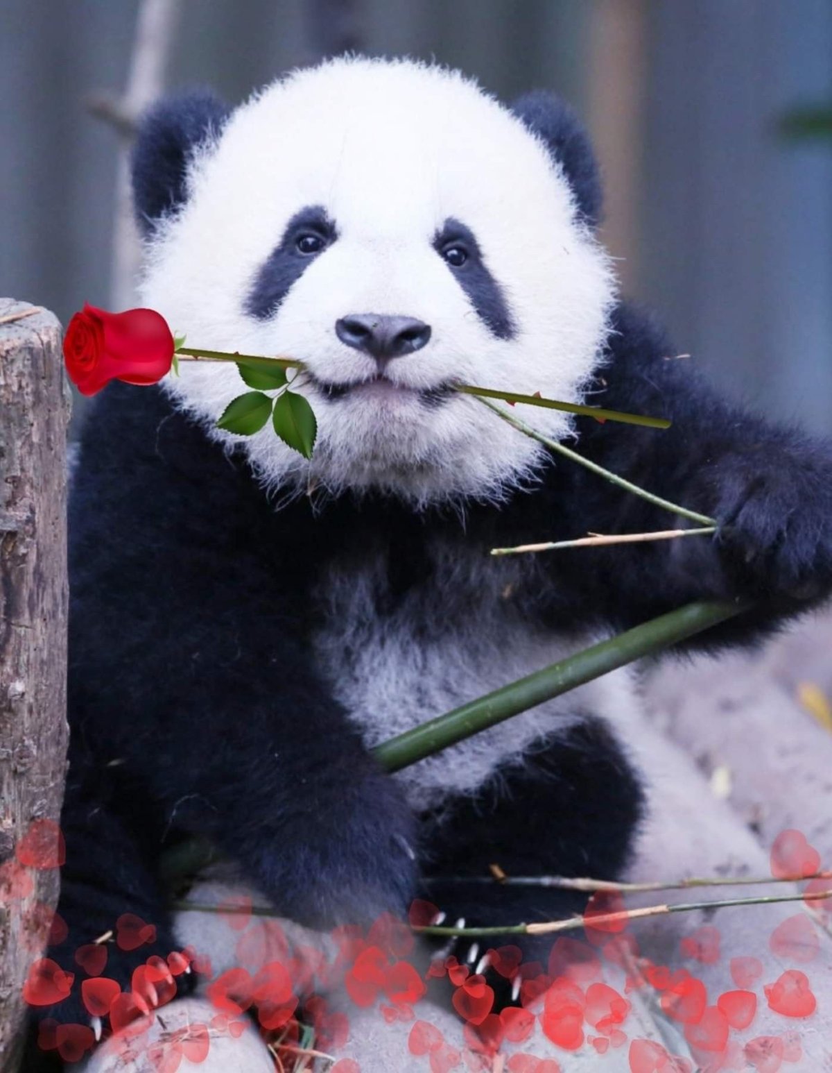 Алмазная мозаика 1873 семья панд