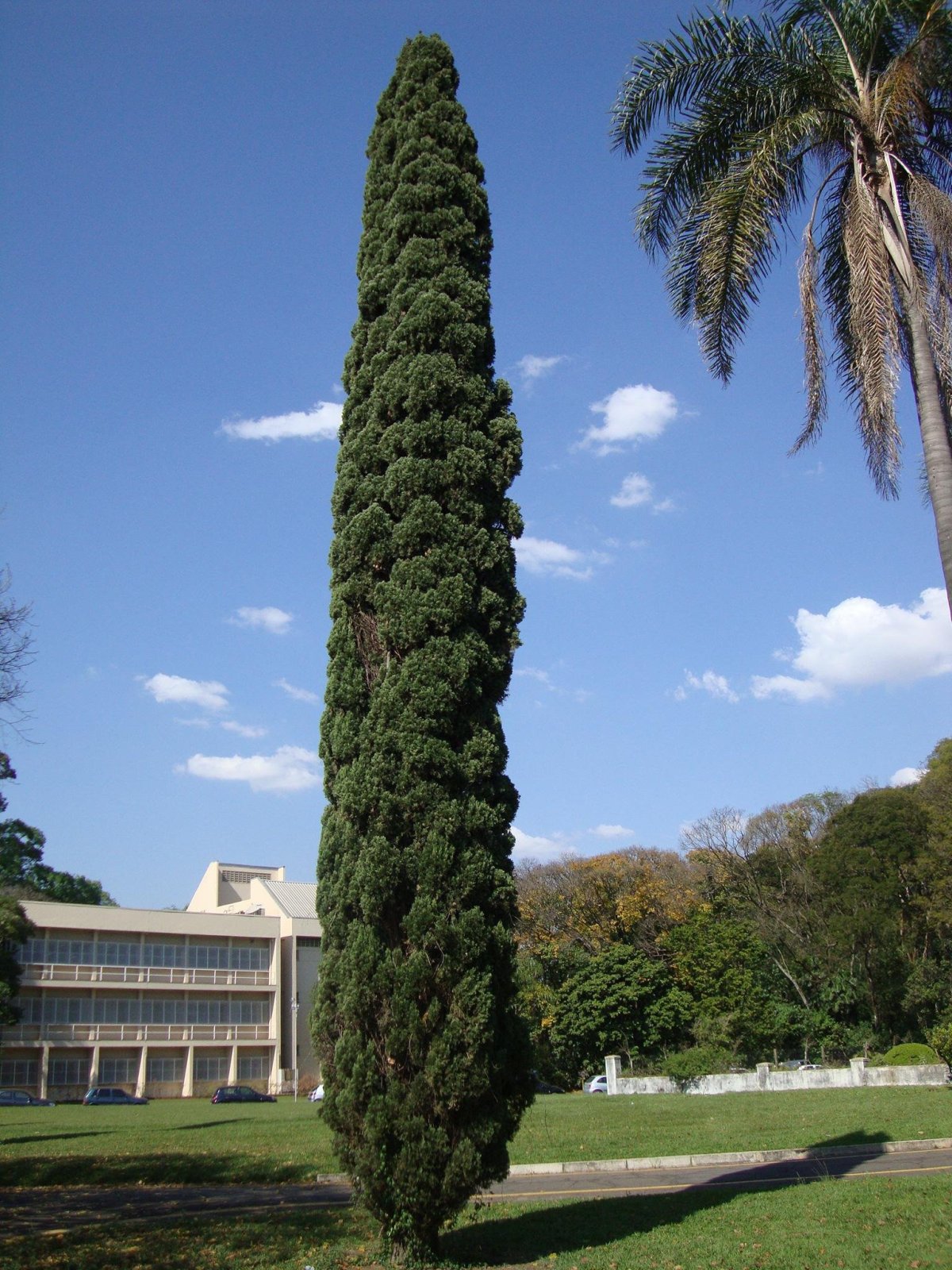 Кипарис вечнозеленый (лат. Cupressus sempervirens)