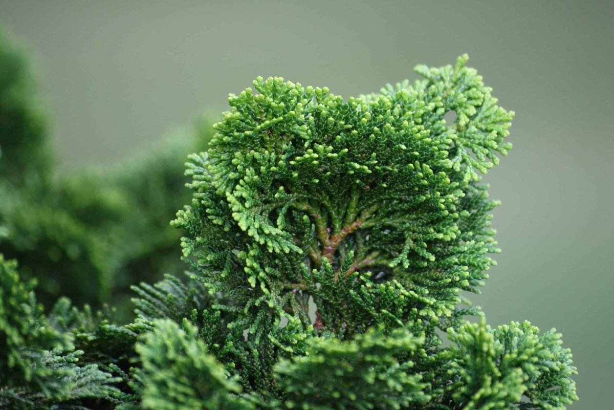 Кипарис вечнозеленый (Cupressus sempervirens)