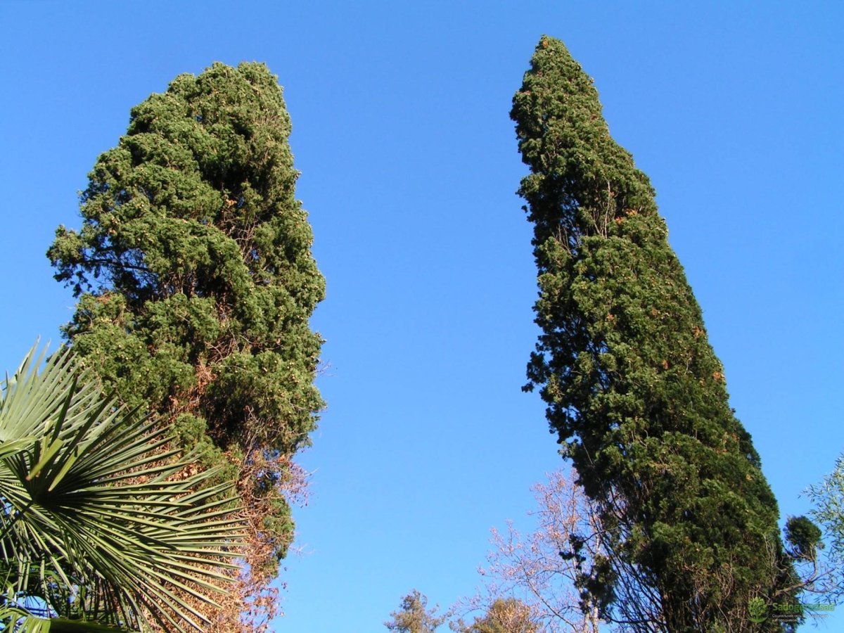 Кипарис вечнозеленый (Cupressus sempervirens)