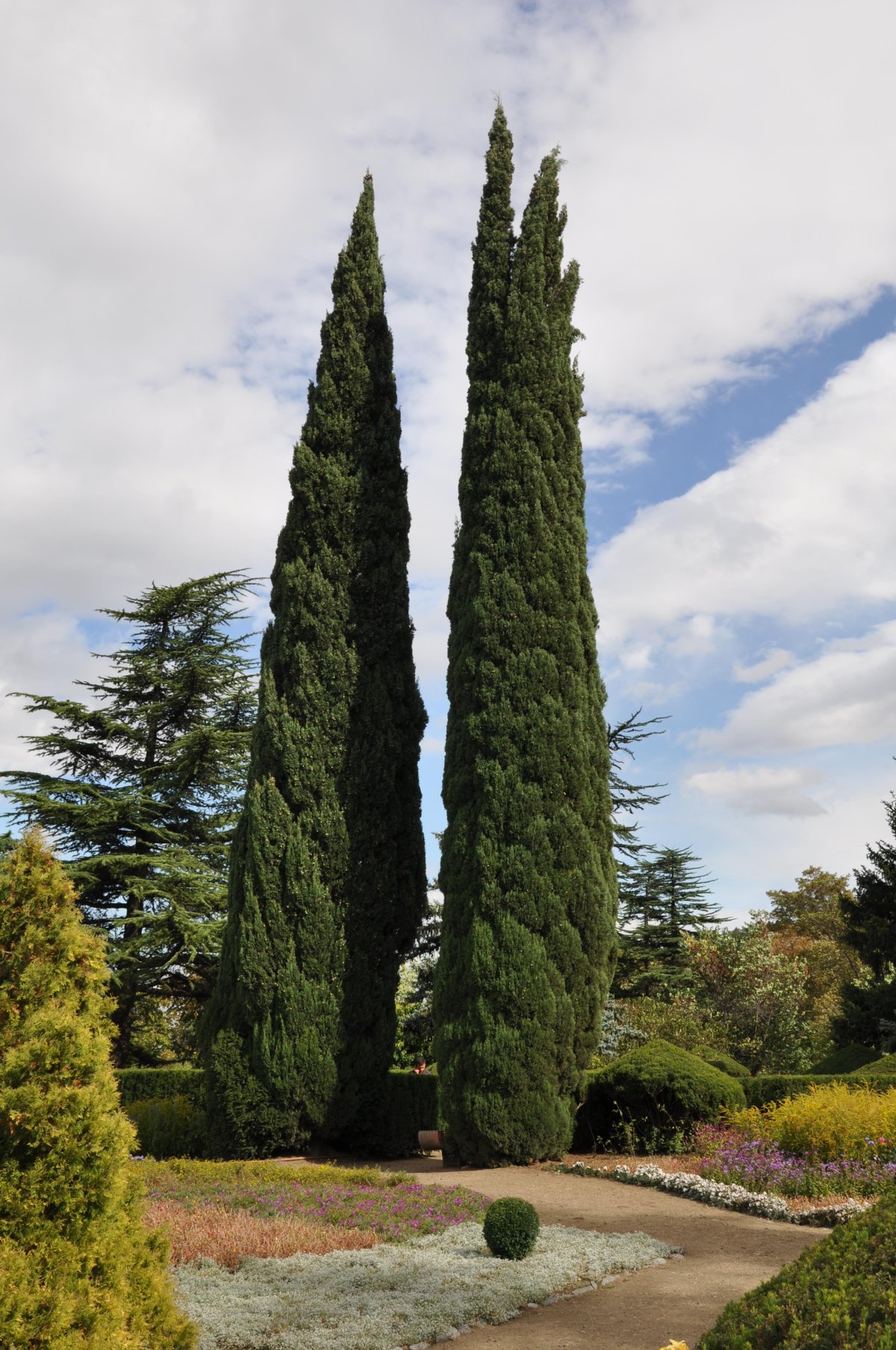 Кипарис Cupressus