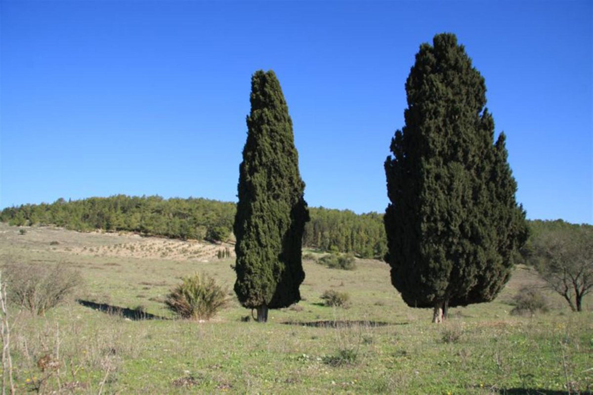 Chamaecyparis lawsoniana хвоя