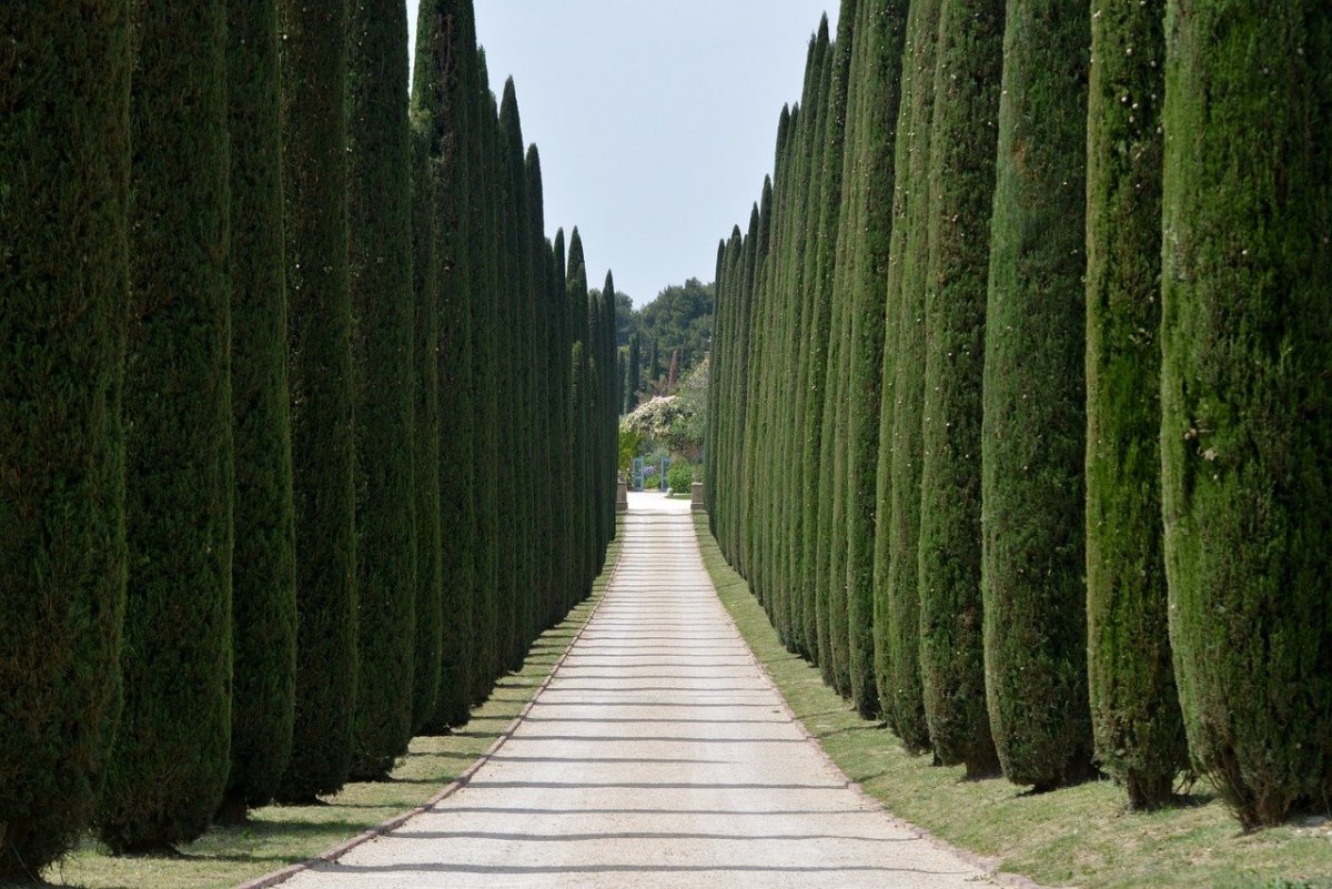 Кипарис вечнозеленый (Cupressus sempervirens)