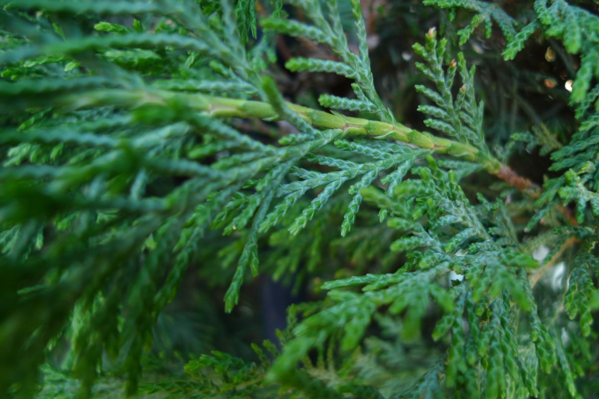 Cupressus macrocarpa