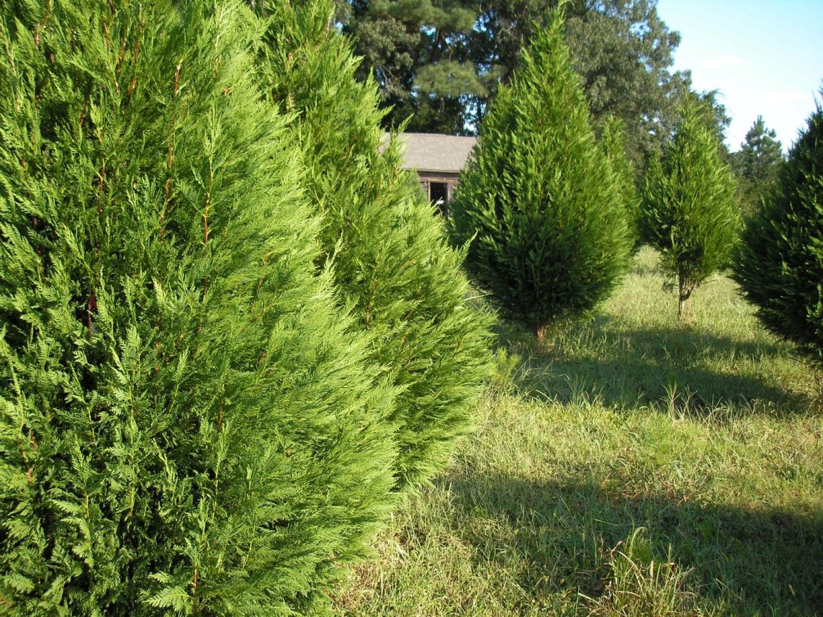 Goldcrest Cupressus Кипарис