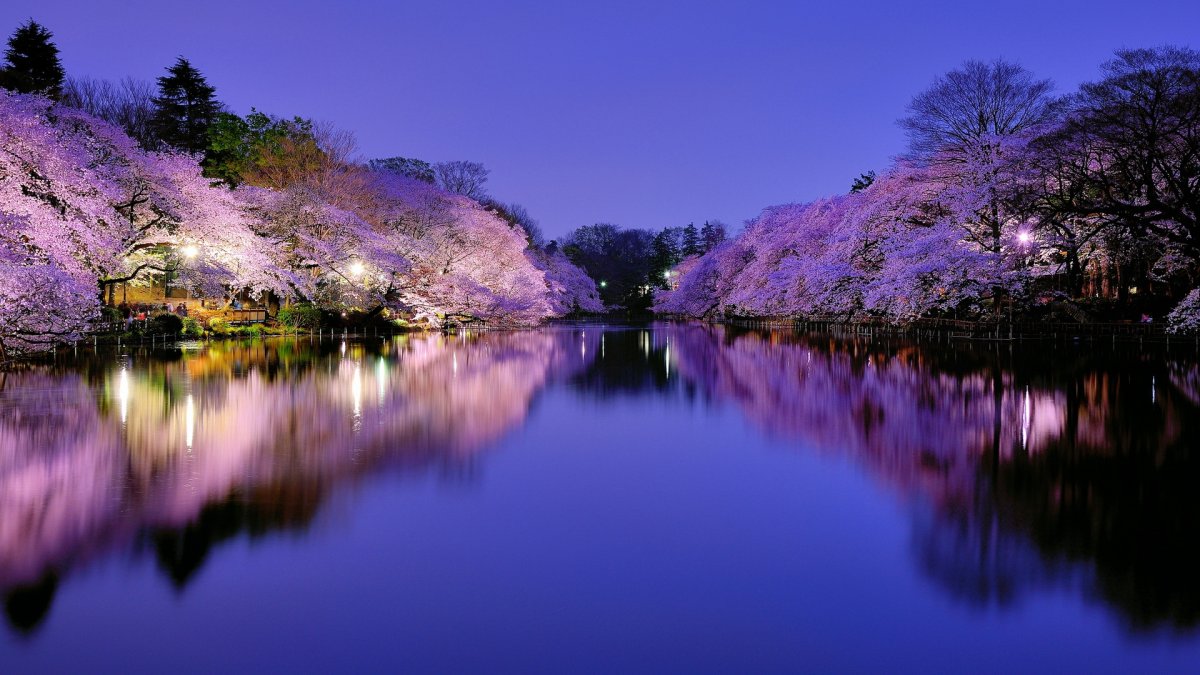 Озеро Япония Сакура