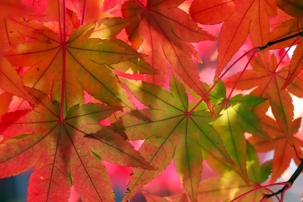 Осенние листья