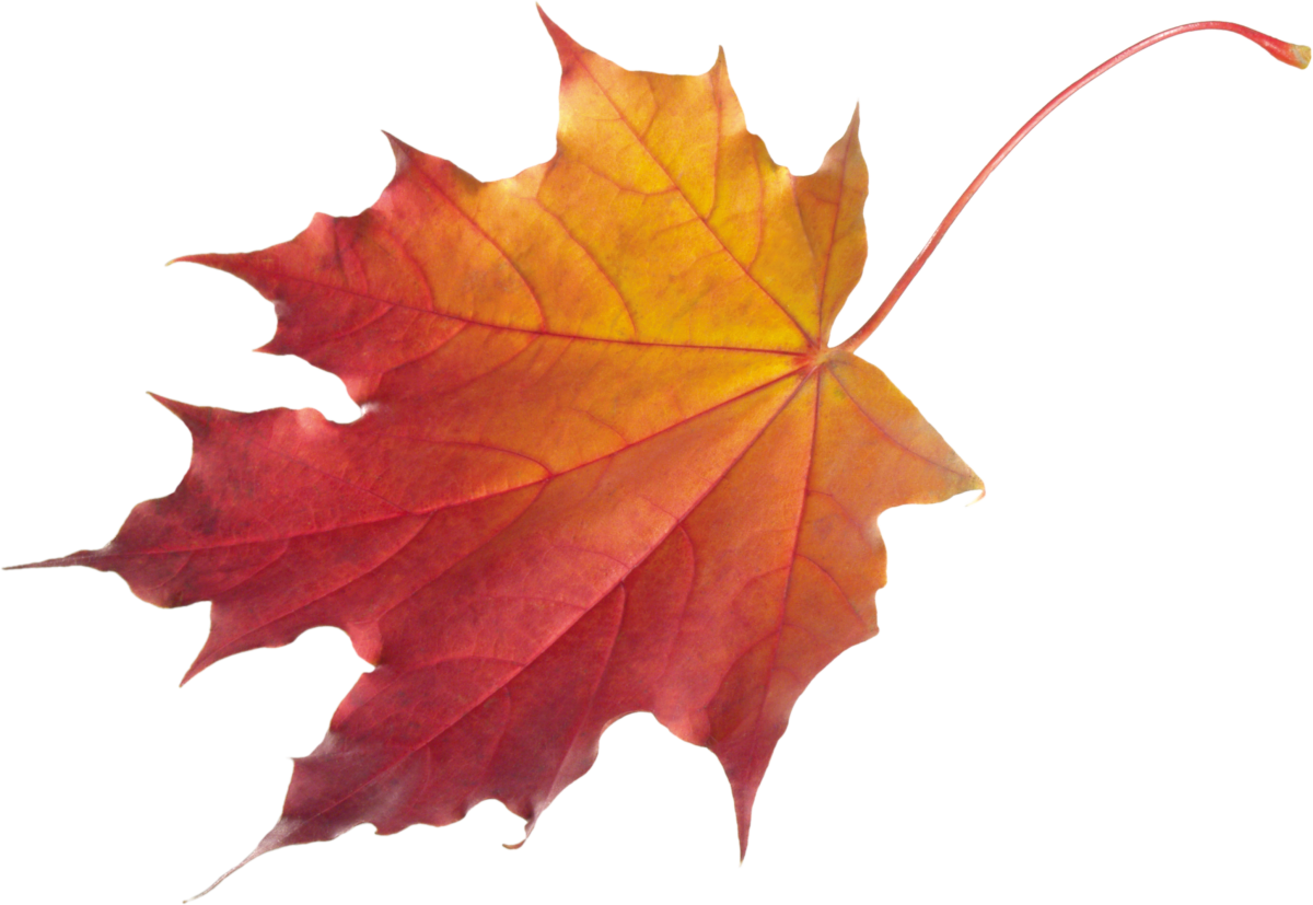 Листики на ветках картинкинастояшие картинки