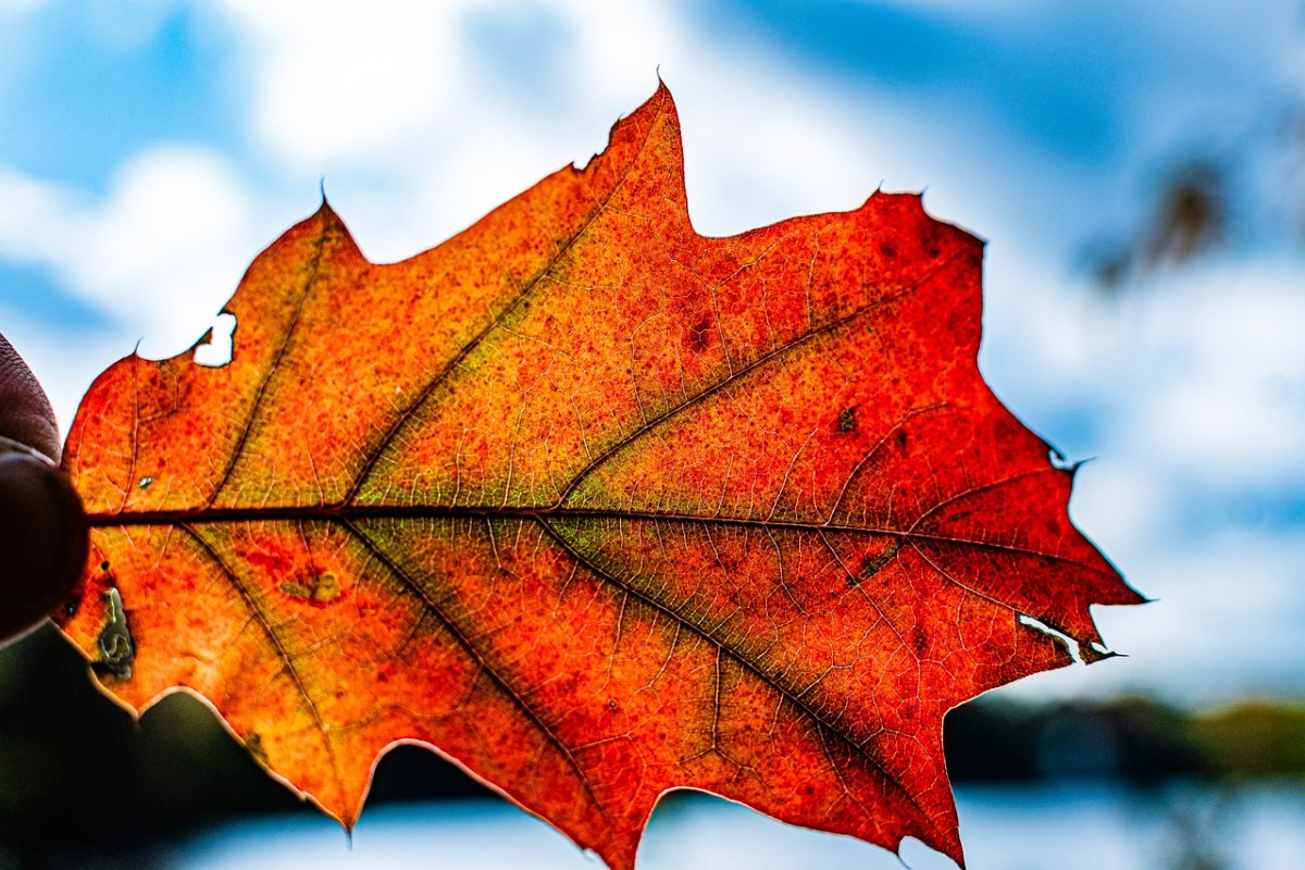 Кленовый лист